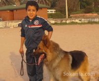 chiots berger allemand