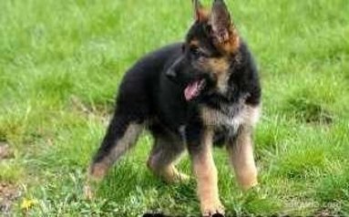 Chiots berger allemand