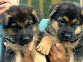 Chiots berger allemand