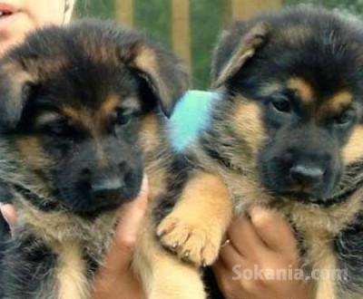 chiots berger allemand