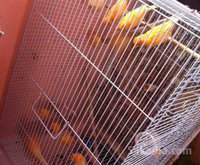 canari
