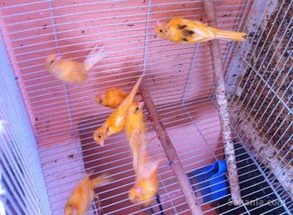 Canari