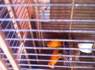 Canari