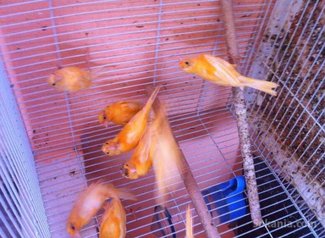 Canari