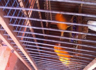 Canari