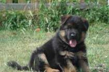 Chiots berger allemand
