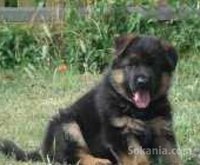 chiots berger allemand