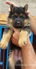 Chiots berger allemand