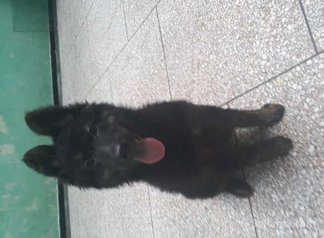 Chiots berger royale
