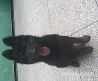 chiots berger royale