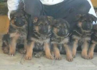 Chiots berger allemand