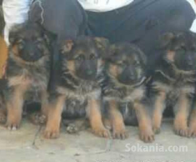 chiots berger allemand