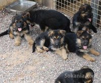chiots berger allemand