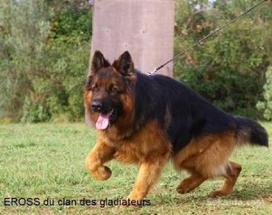 Chiots berger allemand