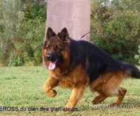chiots berger allemand