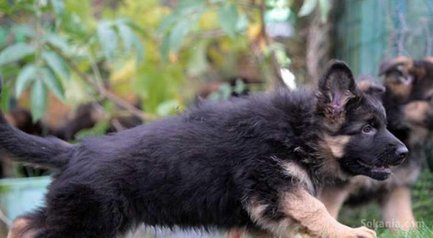 Chiots berger allemand