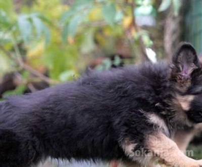 chiots berger allemand