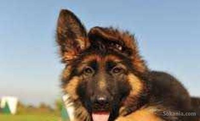 Chiots berger royale