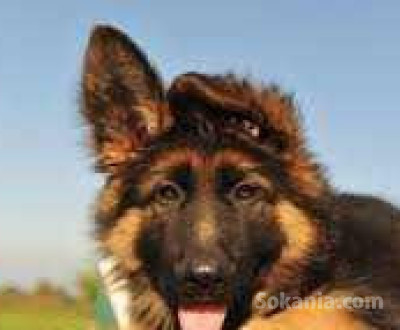 chiots berger royale