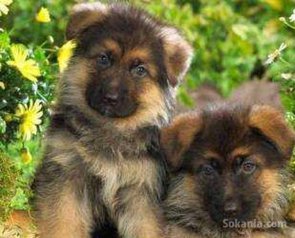 Chiots berger allemand