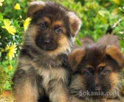 chiots berger allemand