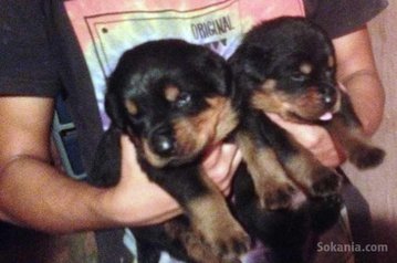 Chiots rottweiler