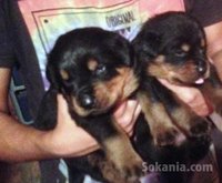 Chiots rottweiler