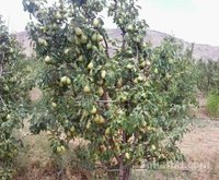 ferme arboriculture