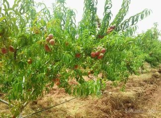 Ferme arboriculture