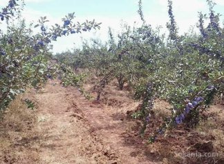 Ferme arboriculture