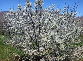 Ferme arboriculture