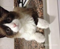 Chat mâle 6mois