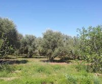 Fermette à vendre à Marrakech de 48700 m2
