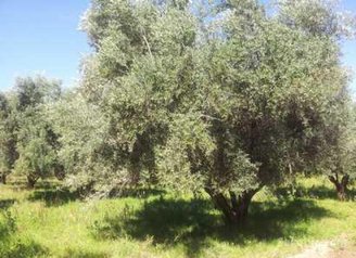 Fermette à vendre à Marrakech de 48700 m2
