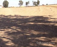 Terrain agricole de 4000m² a vendre tifelt