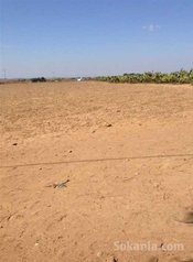 Terrain agricole de 4000m² a vendre tifelt