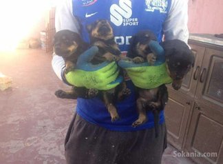 Chiots rott