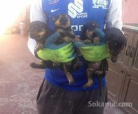 chiots rott