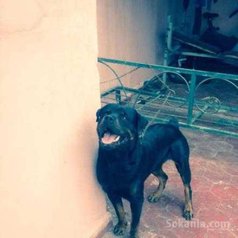 Chiots rott