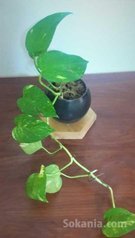 Plante en pot à petit prix