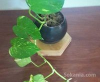 plante en pot à petit prix