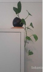 Plante en pot à petit prix