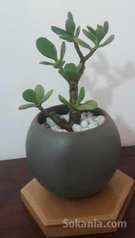 Plante en pot à petit prix
