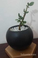 Plante en pot à petit prix