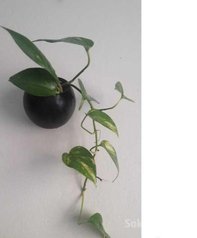 Plante en pot à petit prix