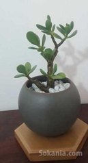 Plante en pot à petit prix