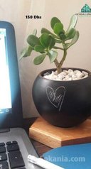 Plante en pot à petit prix