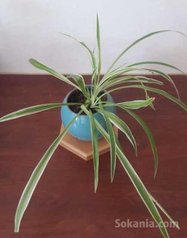 Accessoires bureau / Plantes dépolluantes