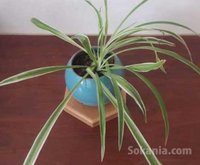 Accessoires bureau / Plantes dépolluantes