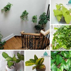 Accessoires bureau / Plantes dépolluantes